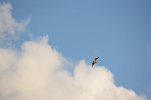 Solitary wild bird flying up in the air against a blue sky with fluffy white clouds