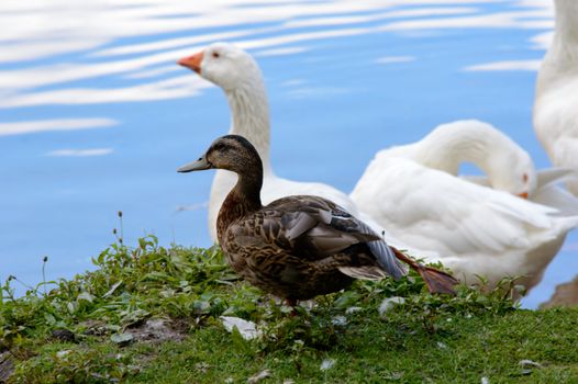 White geese with a duck at a pond standing on the bank looking out over the calm water