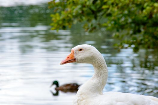 White goose standing eyeing the camera at the edge of a tranquil pond with swimming ducks