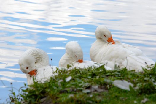 Three cute white feathered ducks cleaning themselves with orange colored beaks near grassy edge of lake water