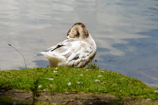 Beautiful white and gray goose preening himself while standing on grassy knoll near calm pond water