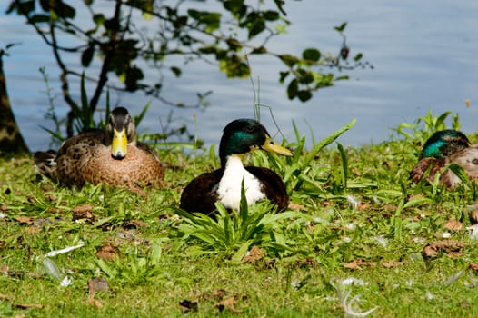 Pair of mallard ducks on a bank of a pond or lake resting on the grass in the sunshineand looking to the side