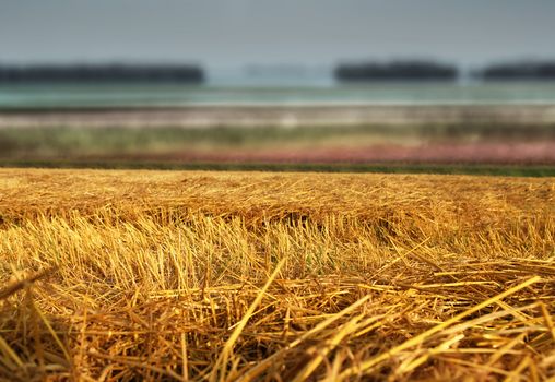 hay straw stack texture on field, agriculture background