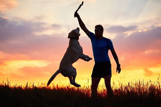 Man with stick is training and educating of the dog. Young man is playing with labrador retriever on the meadow during golden sunset.