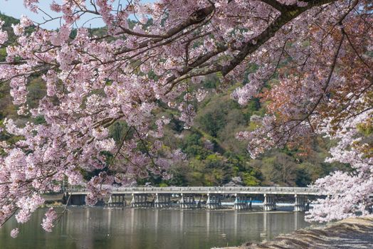 Cherry blossom, Arashiyama in spring,Kyoto, Japan