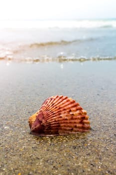 Colorful pink speckled sea shell in the sand and waves at the beach.