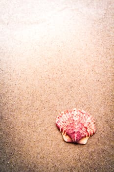 Colorful sea shell in the sand at the beach.