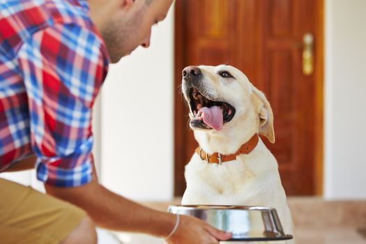 Hungry labrador retriever is waiting for feeding. 