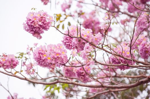 Pink trumpet (tabebuia) tree flower blooming. 