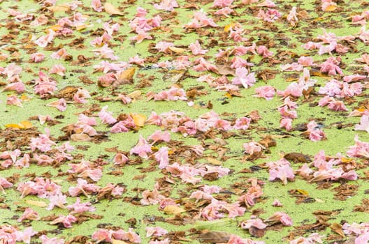 Texture of Tabebuia rosea floating in the lake. pink flower, fallen flower.