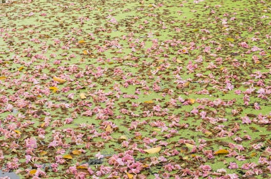 Texture of Tabebuia rosea floating in the lake. pink flower, fallen flower.