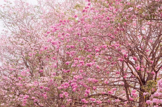Pink trumpet (tabebuia) tree flower blooming. 