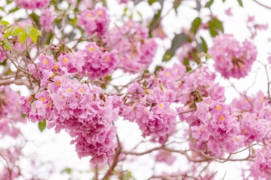 Pink trumpet (tabebuia) tree flower blooming. 