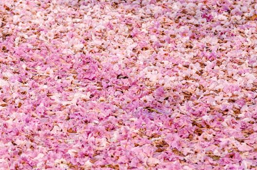 Texture of Tabebuia rosea on the ground, pink flower, fallen flower.