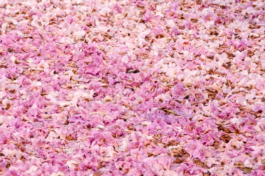 Texture of Tabebuia rosea on the ground, pink flower, fallen flower.