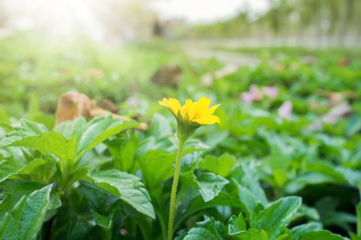 Yellow flower. Beautiful nature scene with sun flare. Abstract blurred background.