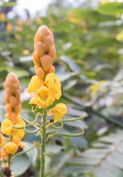 Christmas candle,Ringworm Bush,candle bush Flower