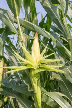 Close up corn on the stalk in the field