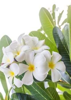 Close up Lan thom flower ,Beautiful white flower in thailand