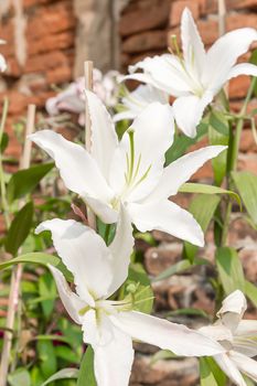 Close up of white lily flower in garden