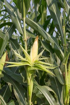 Closeup Corn on the stalk in the field