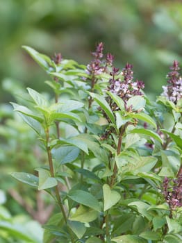 Close up fresh green basil and flower in garden