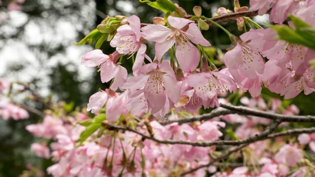 The close up of pink sakura flower branch (cherry blossom).