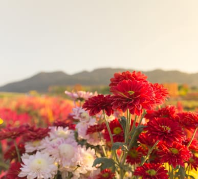 Colorful Red gerbera or chrysanthemum flowers in garden