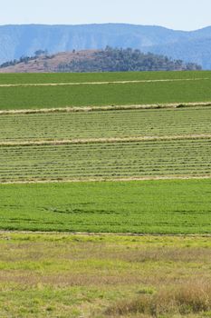 Country agricultural and farming field in Queensland during the day.