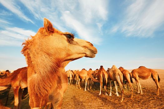 Herd of camels in the desert, United Arab Emirates