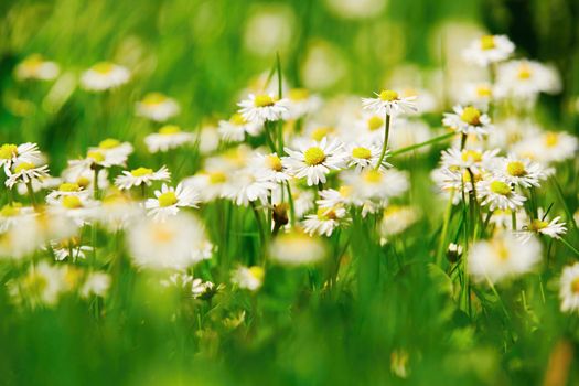 Daisy flower in sunny spring day - selective focus