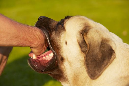 Dog bite - mastiff - selective focus on fangs