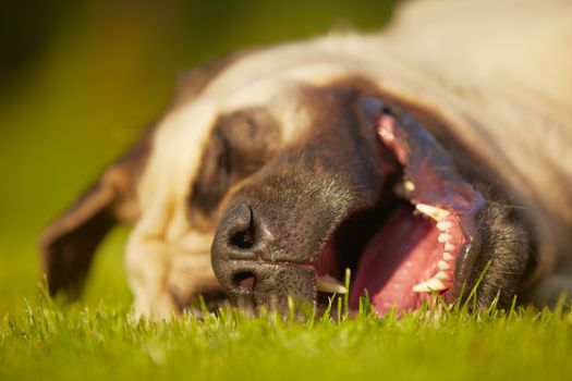 Mastiff is sleeping in meadow