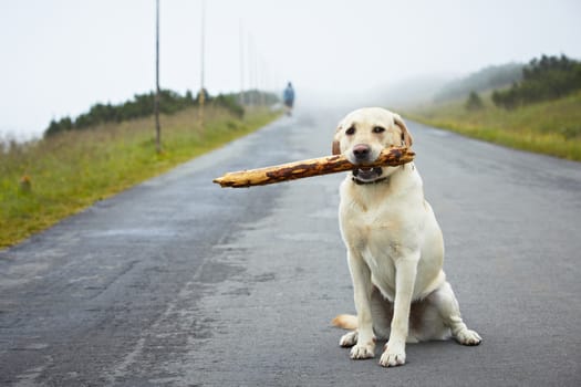 Yellow labrador retriever with stick on the road