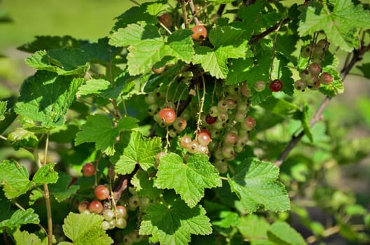 bunch of ripe and unripe red currant on the bush