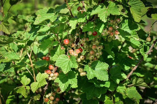 bunch of ripe and unripe red currant on the bush