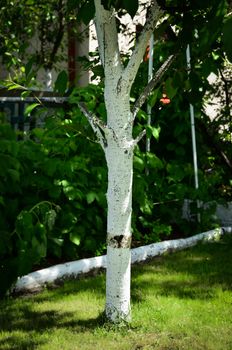 Care tree after winter  from harmful insects.