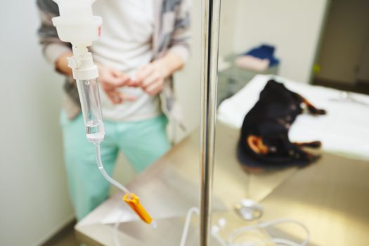 Sick dachshund in the veterinary clinic - selective focus