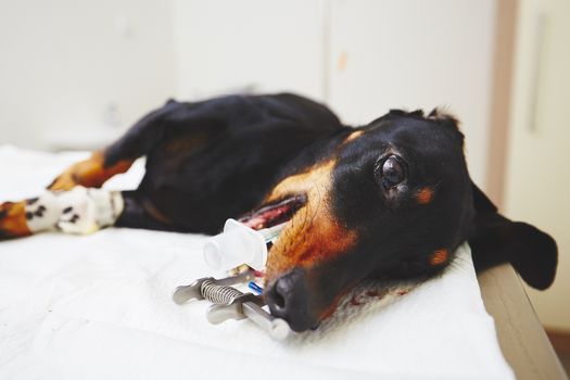 Ill dachshund in the veterinary clinic - selective focus
