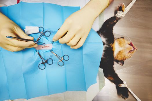 Surgical operation of cat in veterinary hospital