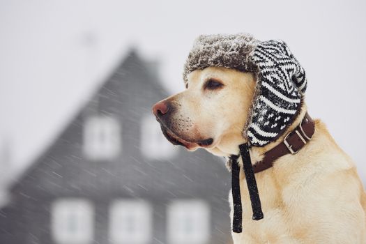 Labrador retriever with cap on his head in winter 