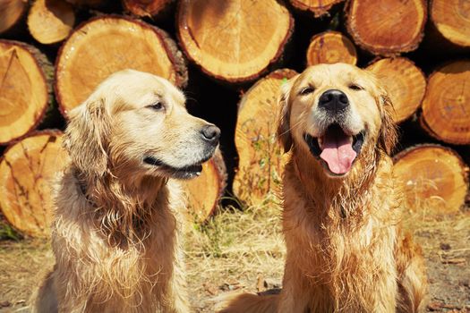 Portrait of the two golden retriever dogs 