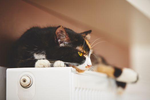 Cat is relaxing on the warm radiator