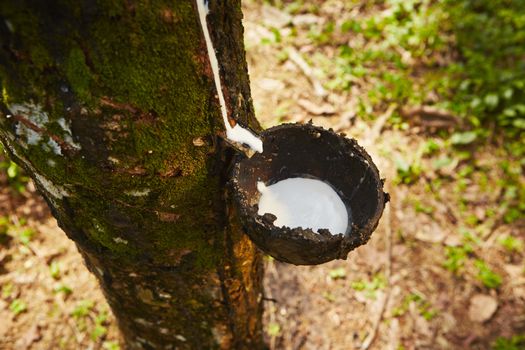 Tapping sap from the rubber tree in Sri Lanka