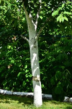 Care tree after winter  from harmful insects.