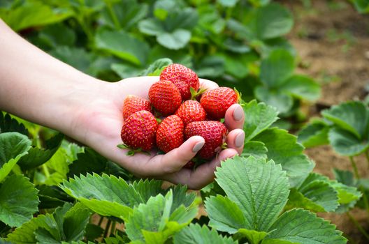 Strawberry field with hand of full fruits