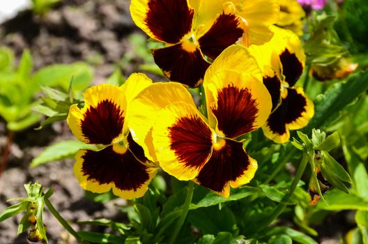 Brilliant yellow and purple pansies, a flower able to bloom all winter in warm regions