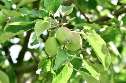 Close up of green crabapple tree