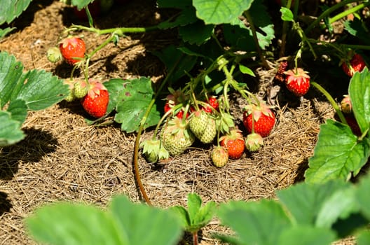 Strawberry Field with  ripe and unripe strawberries, close up.