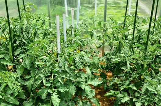 A close-up of a cherry tomato plant beginning to bear fruit.